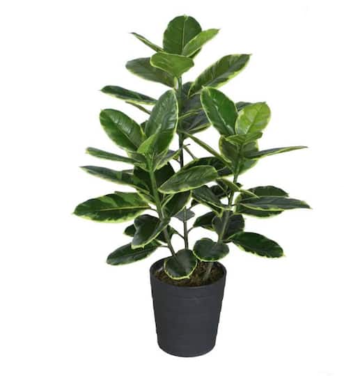 36.5&#x22; Potted Artificial Green &#x26; White Rubber Plant